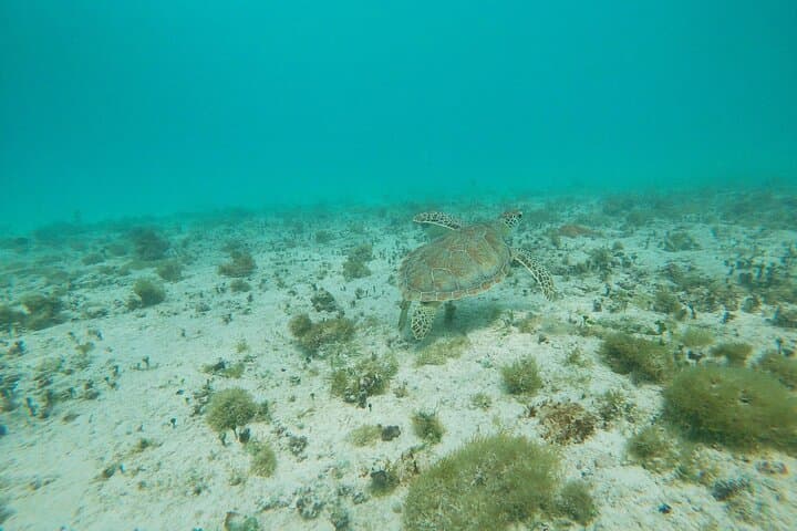 Private Eco-Friendly Snorkel Tour in Aruba — Two Shore-Based Stops with Turtle Viewing photo 4