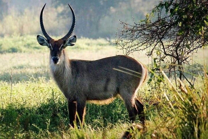 Climb Mt. Meru: 4-Day Trek & Arusha National Park Safari
