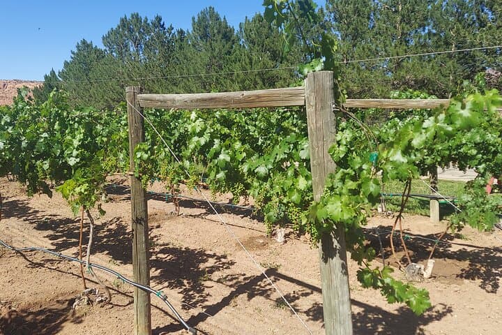 Moab Back Roads Winery E‑Bike Tour: Petroglyphs, Spanish Spring & Tasting photo 3