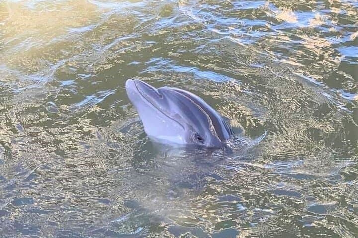 Hilton Head Two-Hour Dolphin Tour: Large-Group Family Cruise photo 4