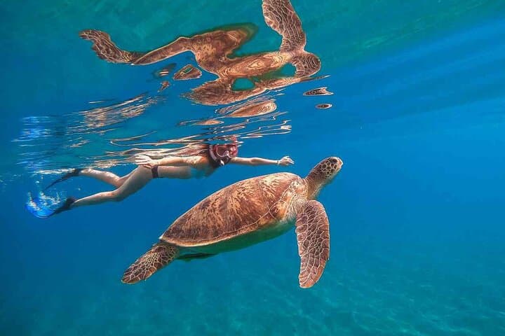 Oahu Snorkeling Cruise Off Waikiki — Turtles, Reefs & Top-Deck Jumps