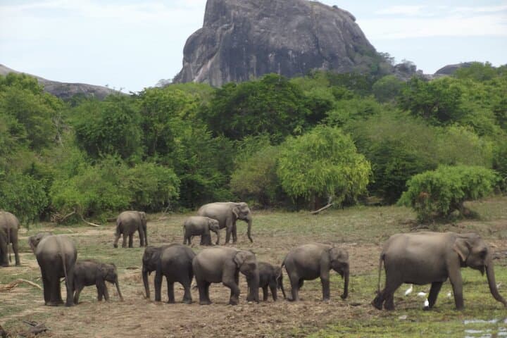 Yala Elephant Safari from Hambantota Port: Full-Day Wildlife Jeep Experience photo 1