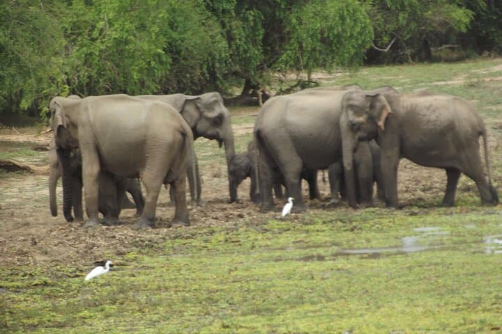 Yala Elephant Safari from Hambantota Port: Full-Day Wildlife Jeep Experience photo 2