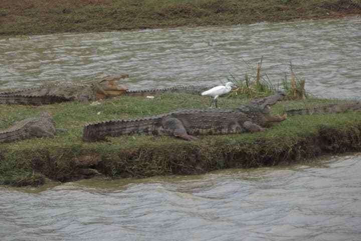 Yala Elephant Safari from Hambantota Port: Full-Day Wildlife Jeep Experience photo 3