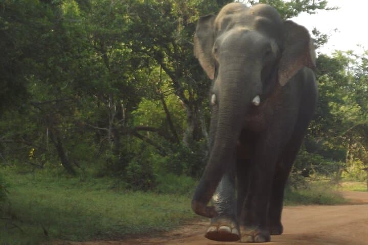 Yala Elephant Safari from Hambantota Port: Full-Day Wildlife Jeep Experience photo 4
