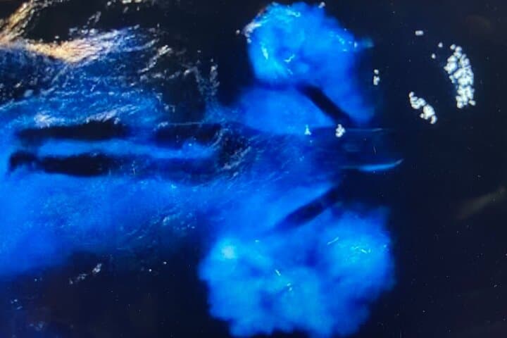 Sunset Bioluminescence Paddle: Comb Jellies, Dolphins & Night Kayak Tours in Merritt Island photo 2