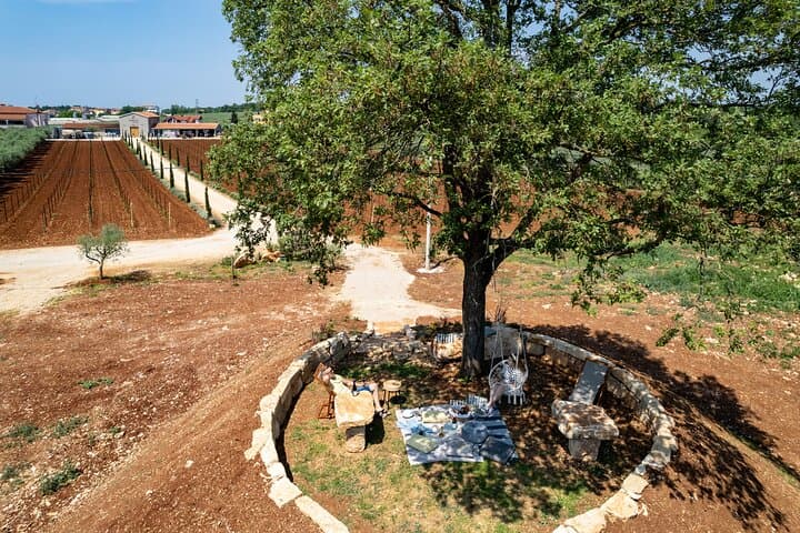 Pervino Wine Picnic: Private Oak-Tree Picnic in Istria's Vineyards photo 3