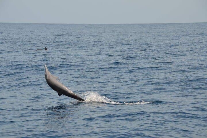 Scuba Diving Guanacaste: Two-Tank Dives from Flamingo & Las Catalinas photo 3