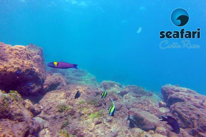 Scuba Diving Guanacaste: Two-Tank Dives from Flamingo & Las Catalinas photo 5