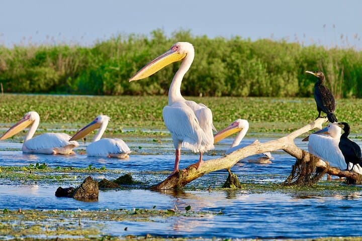 Bucharest to Danube Delta: 2-Day Private Tour to the Black Sea & Wildlife