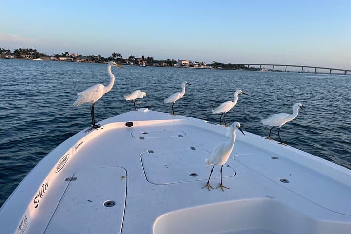 Private Dolphin Watching & Island Excursions from St. Petersburg photo 5