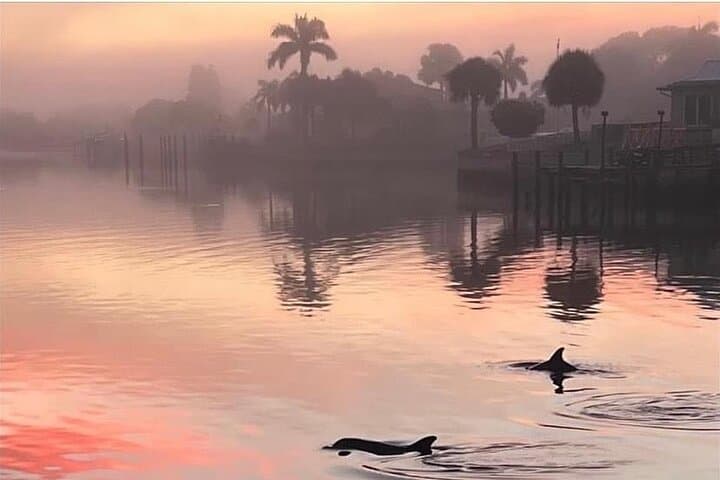 Private Dolphin Watching & Island Excursions from St. Petersburg photo 2