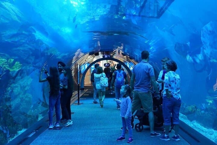 Dubai Mall Aquarium & Sky Views: Underwater Giants and a Glass-Floor Skyline photo 2