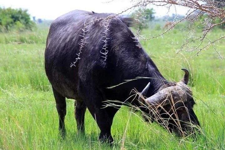 4-Day Private Murchison Falls Safari — Boat Cruise, Game Drives & Birding photo 3