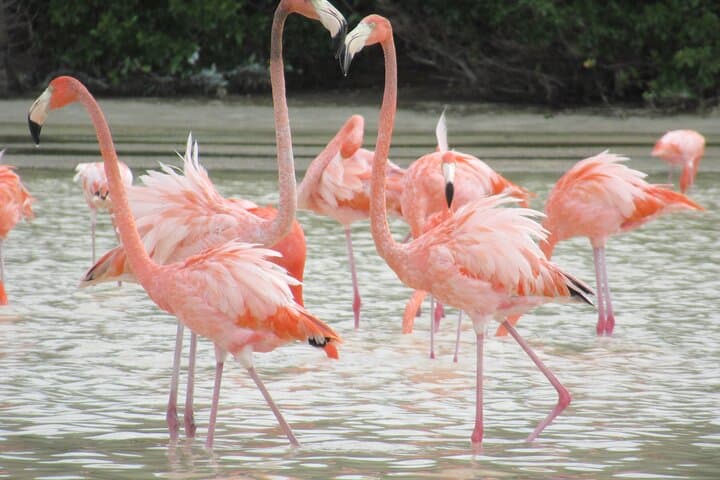 Curaçao 7-Day Active Island Tour: Beaches, Klein Curaçao & Local Culture photo 3