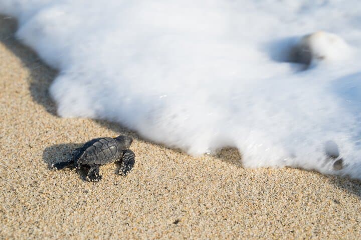 Turtle Release at Escobilla Sanctuary and Crocodile Mangrove Tour in Ventanilla