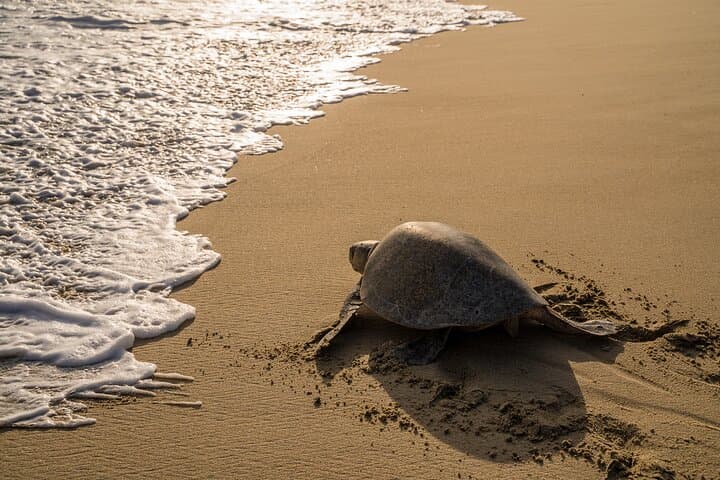 Turtle Release at Escobilla Sanctuary and Crocodile Mangrove Tour in Ventanilla photo 2