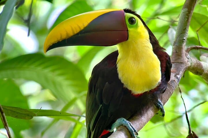 Manuel Antonio Nature Tour: Guided Wildlife Hike & Beach Visit photo 2