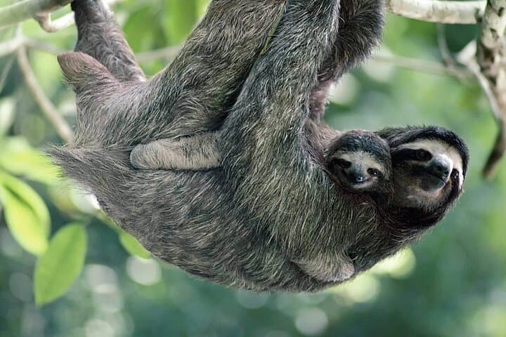 Manuel Antonio Nature Tour: Guided Wildlife Hike & Beach Visit photo 3