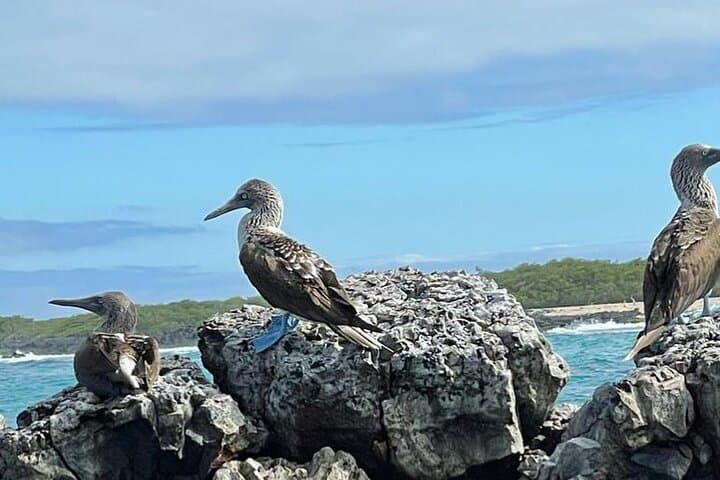 Day Trip to Isabela Island & Tintoreras — Snorkel with Penguins, Sharks and Turtles photo 4