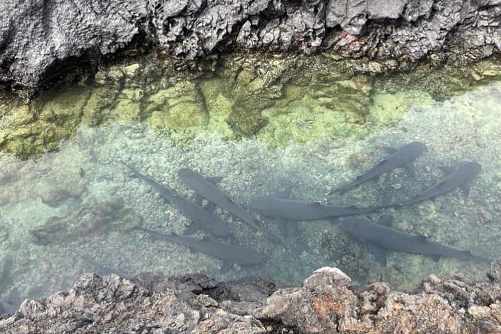 Day Trip to Isabela Island & Tintoreras — Snorkel with Penguins, Sharks and Turtles photo 3