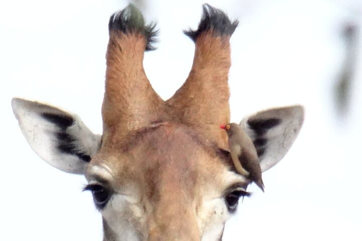 3-Day Private Birdwatching Safari in Kruger National Park