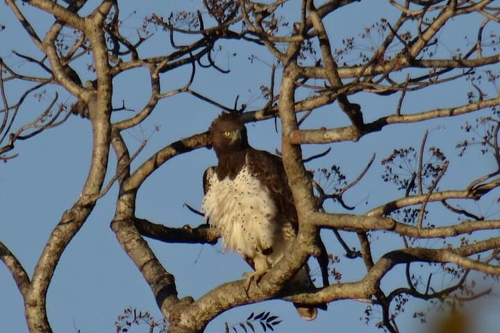 3-Day Private Birdwatching Safari in Kruger National Park photo 2