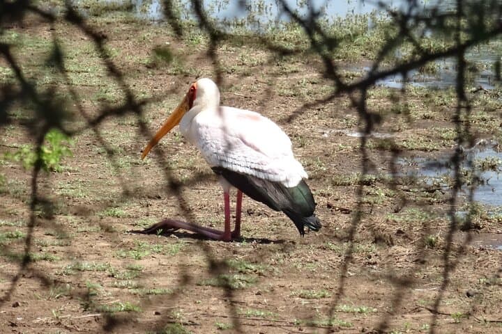 3-Day Private Birdwatching Safari in Kruger National Park photo 4