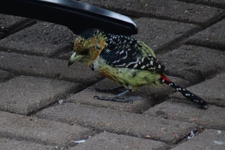 3-Day Private Birdwatching Safari in Kruger National Park photo 5