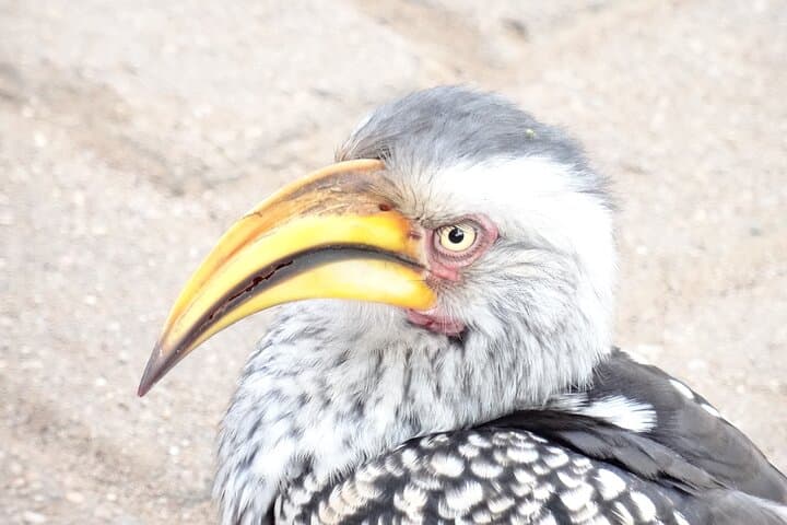 3-Day Private Birdwatching Safari in Kruger National Park photo 6