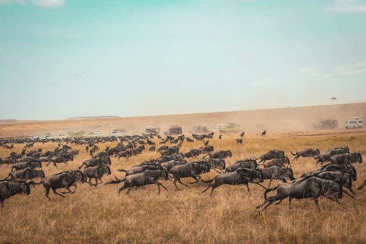 3-Day Group Safari to Masai Mara from Nairobi — Big Five & Great Migration Game Drives