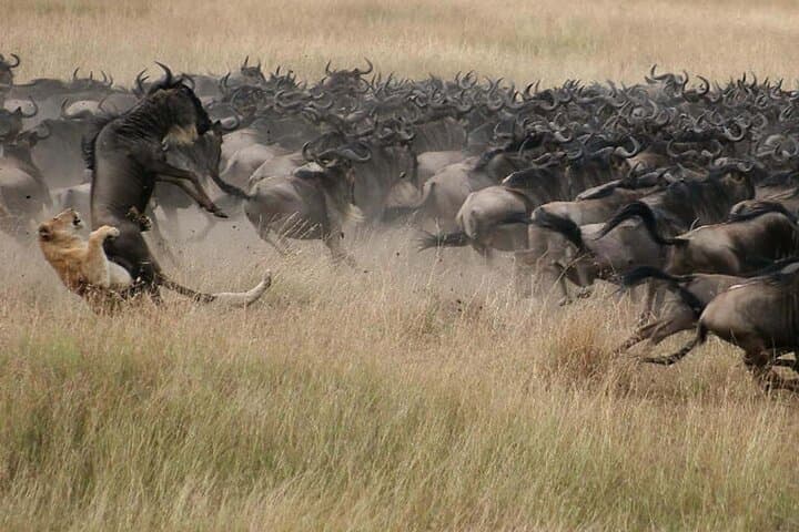 3-Day Group Safari to Masai Mara from Nairobi — Big Five & Great Migration Game Drives photo 2