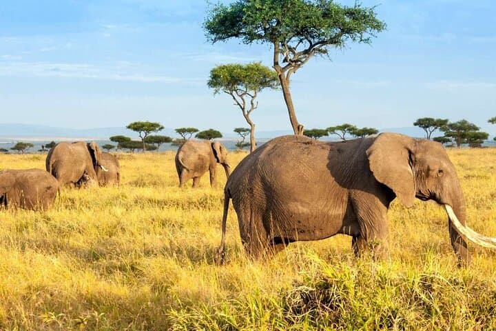 3-Day Group Safari to Masai Mara from Nairobi — Big Five & Great Migration Game Drives photo 5