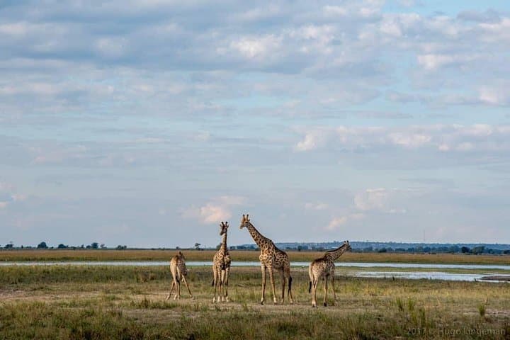 Chobe Full Day Safari: Boat Cruise and Game Drive on the Chobe River photo 2
