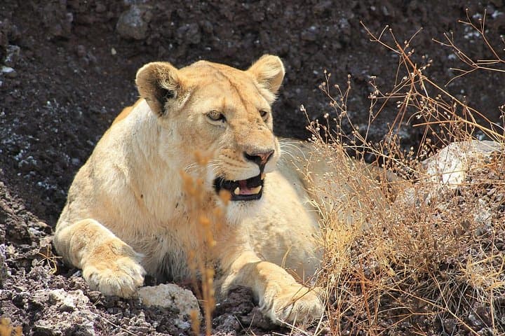 3-Day Big Five Safari from Arusha: Tarangire, Ngorongoro & Lake Manyara photo 3