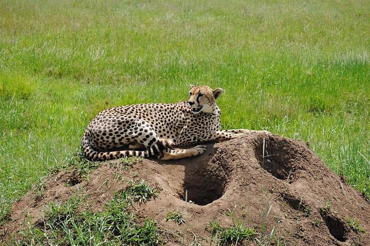 3-Day Big Five Safari from Arusha: Tarangire, Ngorongoro & Lake Manyara photo 4