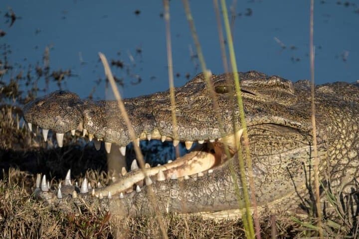 Livingstone Safari: Game Drive and Guided Rhino Walk in Mosi-oa-Tunya National Park photo 5