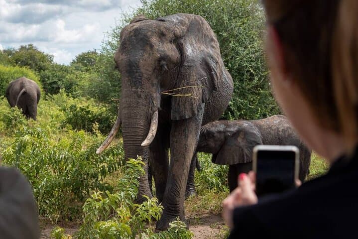 Livingstone Safari: Game Drive and Guided Rhino Walk in Mosi-oa-Tunya National Park
