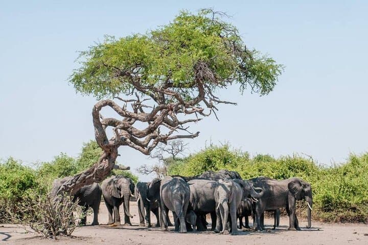 Livingstone Safari: Game Drive and Guided Rhino Walk in Mosi-oa-Tunya National Park photo 2
