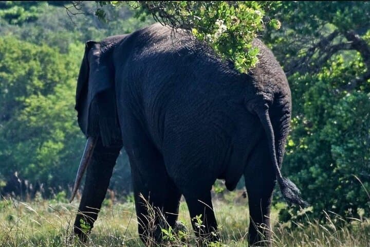 Full-Day Maputo National Park Safari: Elephants, Beaches & Wetlands