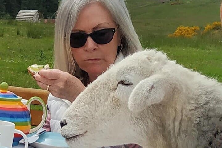 Tea with Naughty Sheep: Afternoon Tea and Herdwick Cuddles near Gartmore photo 4