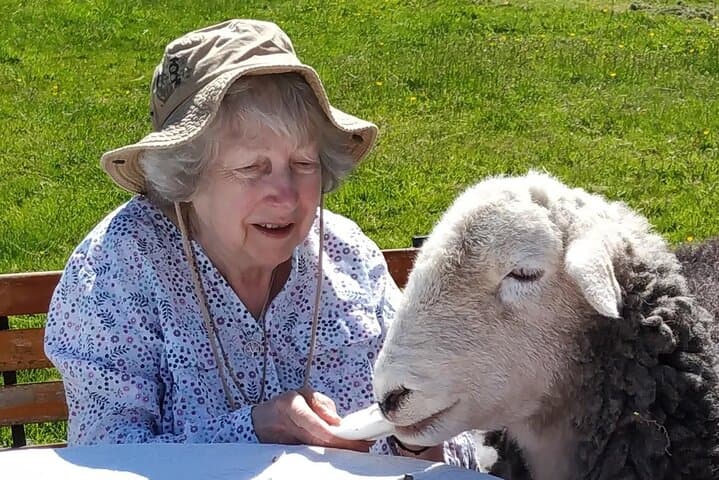 Tea with Naughty Sheep: Afternoon Tea and Herdwick Cuddles near Gartmore photo 6