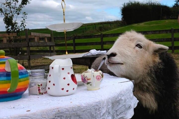 Tea with Naughty Sheep: Afternoon Tea and Herdwick Cuddles near Gartmore photo 2
