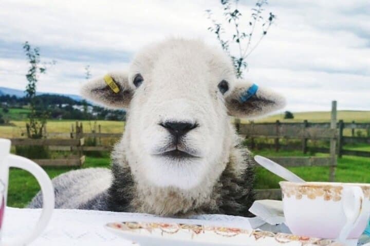 Tea with Naughty Sheep: Afternoon Tea and Herdwick Cuddles near Gartmore