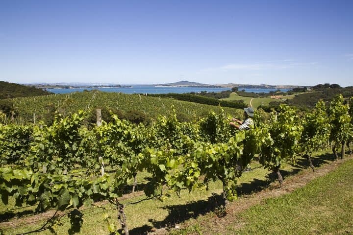 Full-Day Private Waiheke Island Wine Tour with Lunch — Premium Tastings & Island Sights