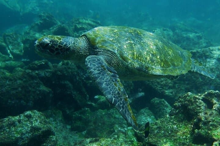 5-Day Galapagos Extreme: Santa Cruz & Isabela Island Wildlife Adventure photo 3