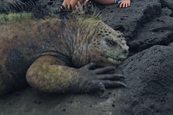 5-Day Galapagos Extreme: Santa Cruz & Isabela Island Wildlife Adventure photo 4