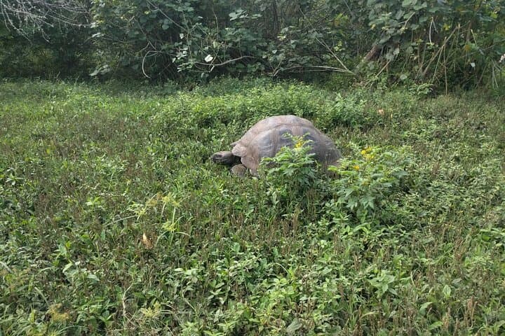 3-Day Galapagos Fast Visit: Charles Darwin Station, Highlands & Island Snorkel Options photo 5