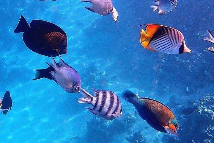 Mnemba Island Snorkel, Kuza Cave & Paje Beach Day Tour with The Rock Restaurant photo 3