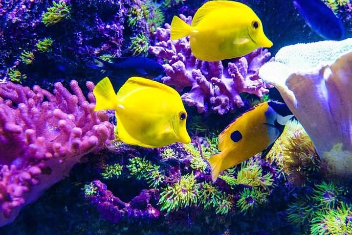 Mnemba Island Snorkel, Kuza Cave & Paje Beach Day Tour with The Rock Restaurant photo 4